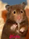 hello