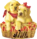 Hello