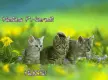 hallo FRIEND!!