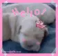 hello