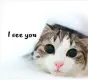 Kitten peeking out