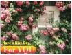 Have a nice