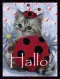 halloCAT