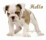 hello