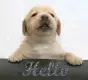 hello