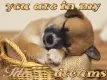 sweet dreams