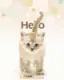 hello