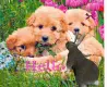 Hello, puppies