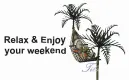 relax and enjoy