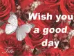 wish you a good day