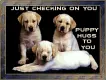 three lab puppies