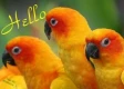 Hello