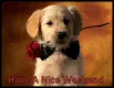 Have A Nice Weekend