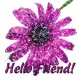 hello friend