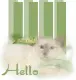 Hello