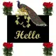 hello