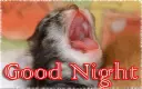 good night