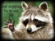 Racoon hi