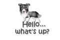 border collie dog