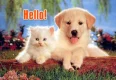 dogs