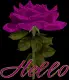 Hello-Rose