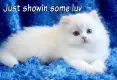 Cute Cats