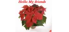 hello my friends