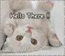 hello there cat