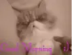 good  morning cat