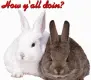 Bunnies