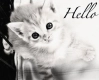 kitten
