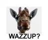 wazzup