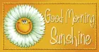 good morning sunshine