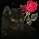 Hello