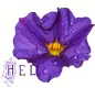 Hello