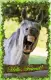 Horse Sense ~ Hello, Friend