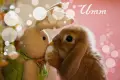 â¤HeLLoâ¤BuNNyâ¤