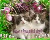 Have a beautiful day!