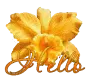 Orange Flower Hello
