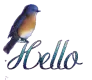 Bluebird Hello