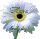 Color Changing Flower