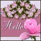 Rose Hello