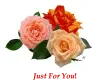 Three roses