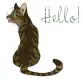 Hello!