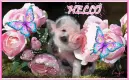 Hello