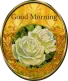 Good Morning Gold and Yellow Roses