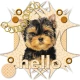 hello