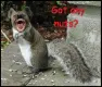 squirrel