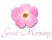 GOOD MORNING ðŸƒðŸŒ¸