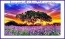 have a beautiful morning